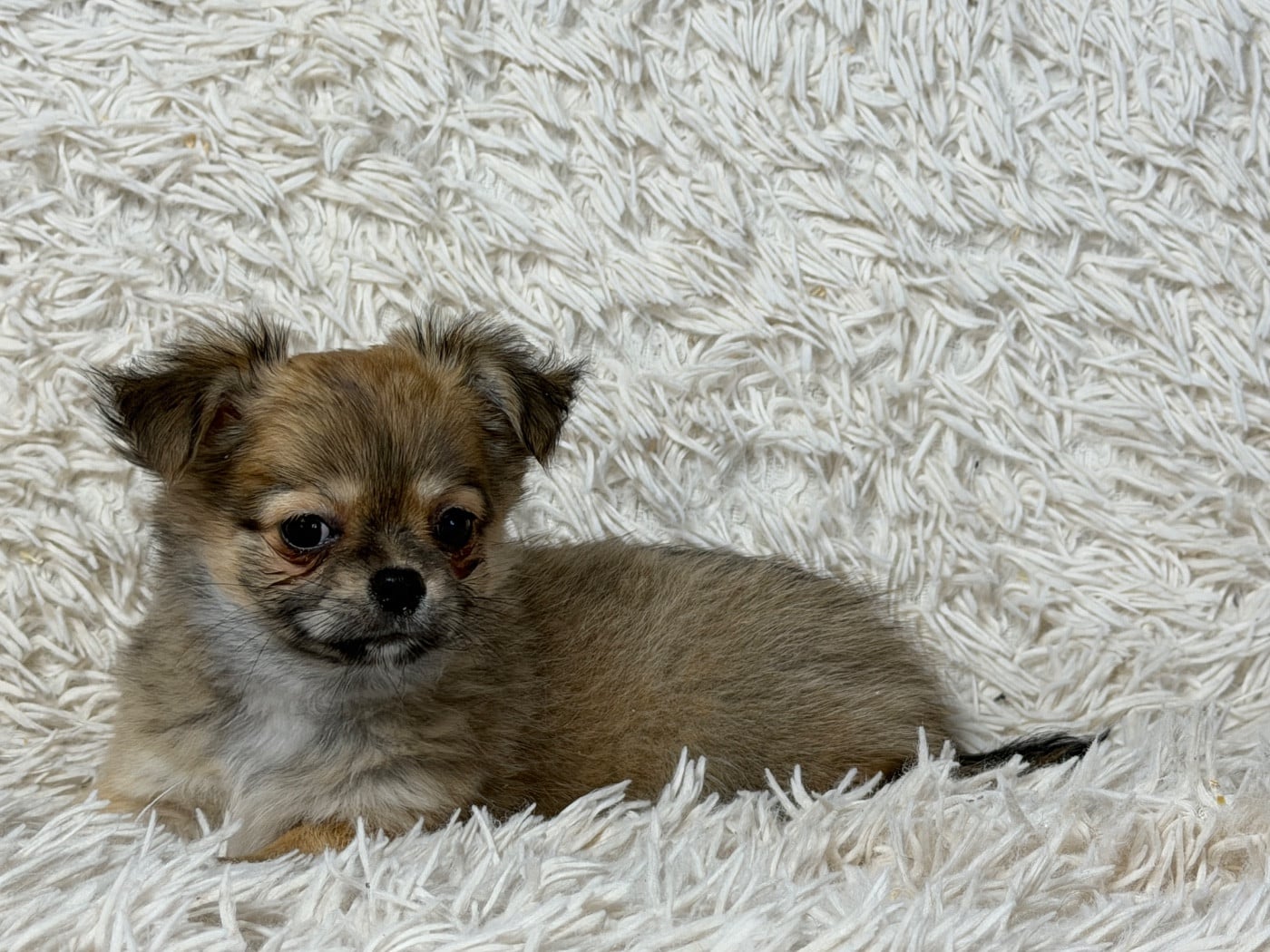 Chihuahua - du moulin de madjurie