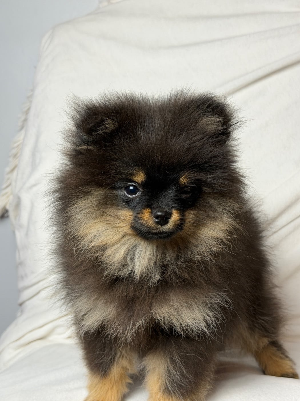 Spitz allemand - du moulin de madjurie