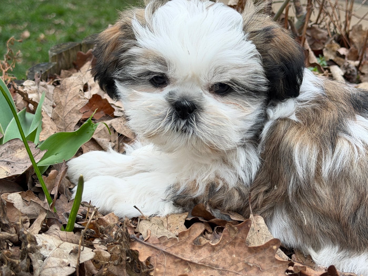 Shih Tzu - du moulin de madjurie