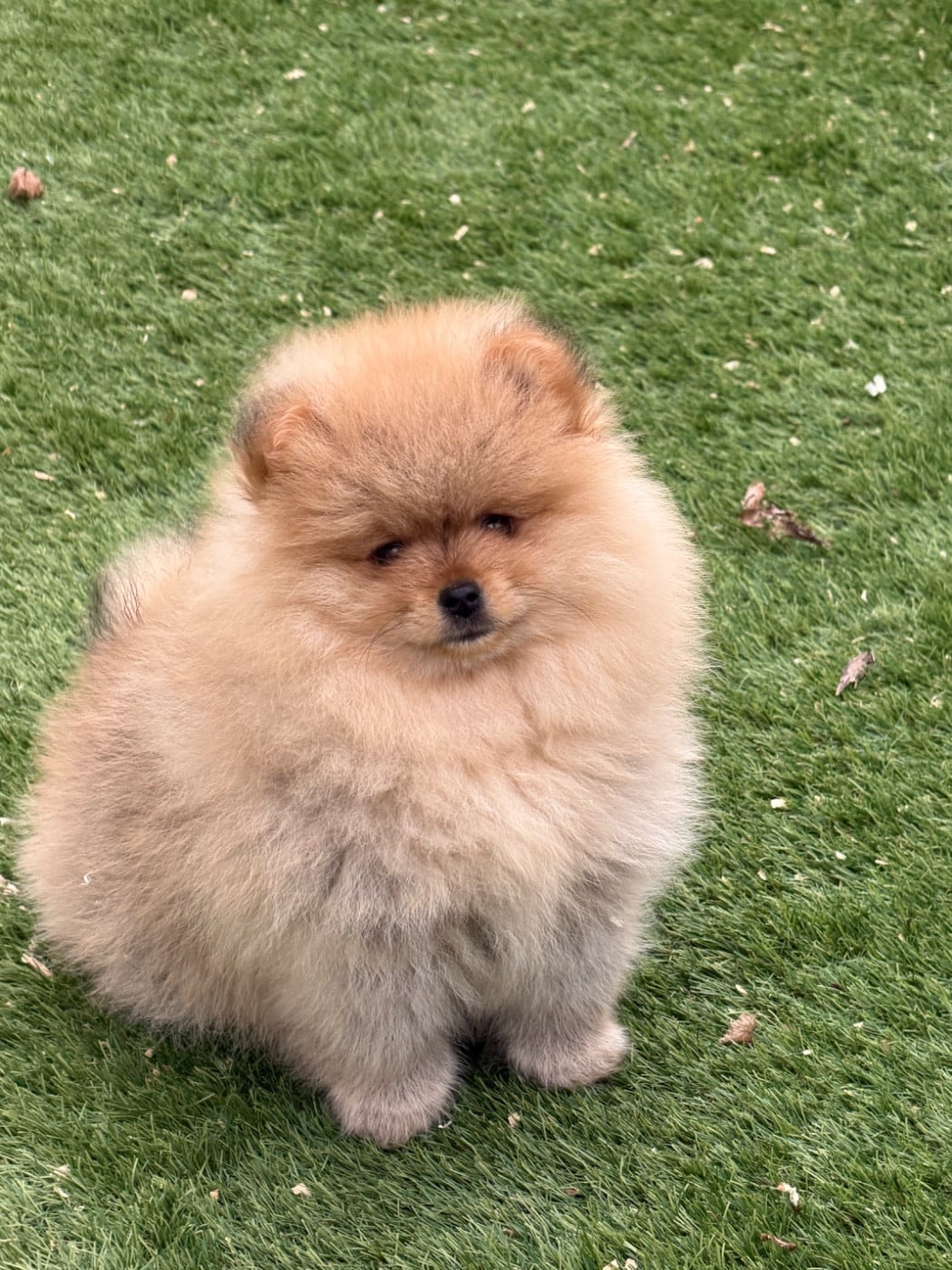 Spitz allemand - du moulin de madjurie