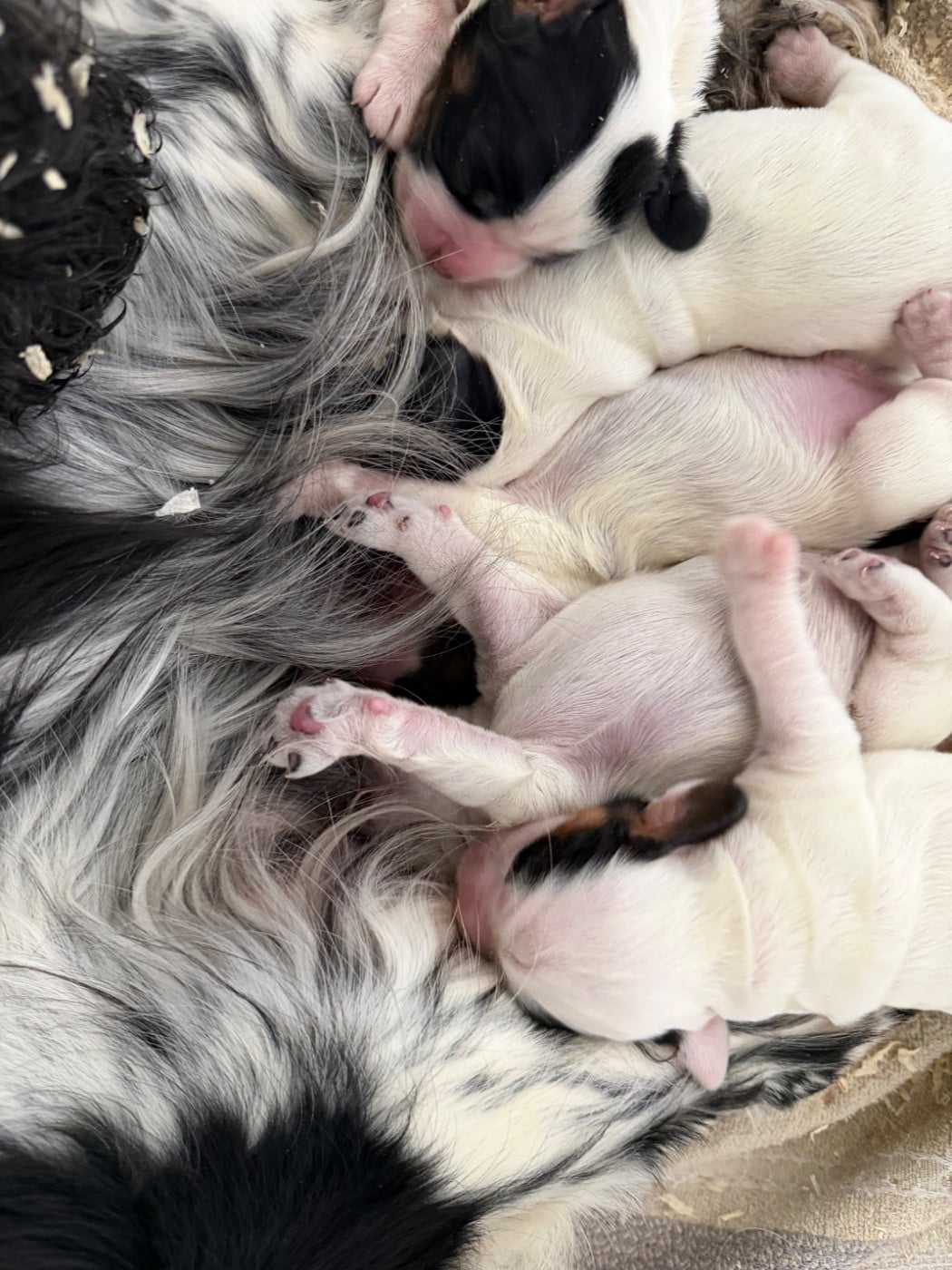 Cocker Spaniel Anglais - du moulin de madjurie