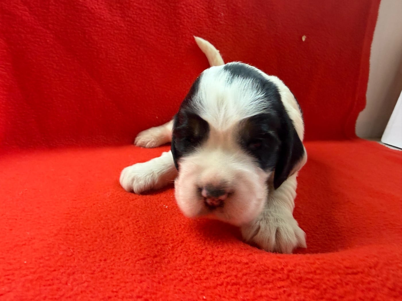 Cocker Spaniel Anglais - du moulin de madjurie