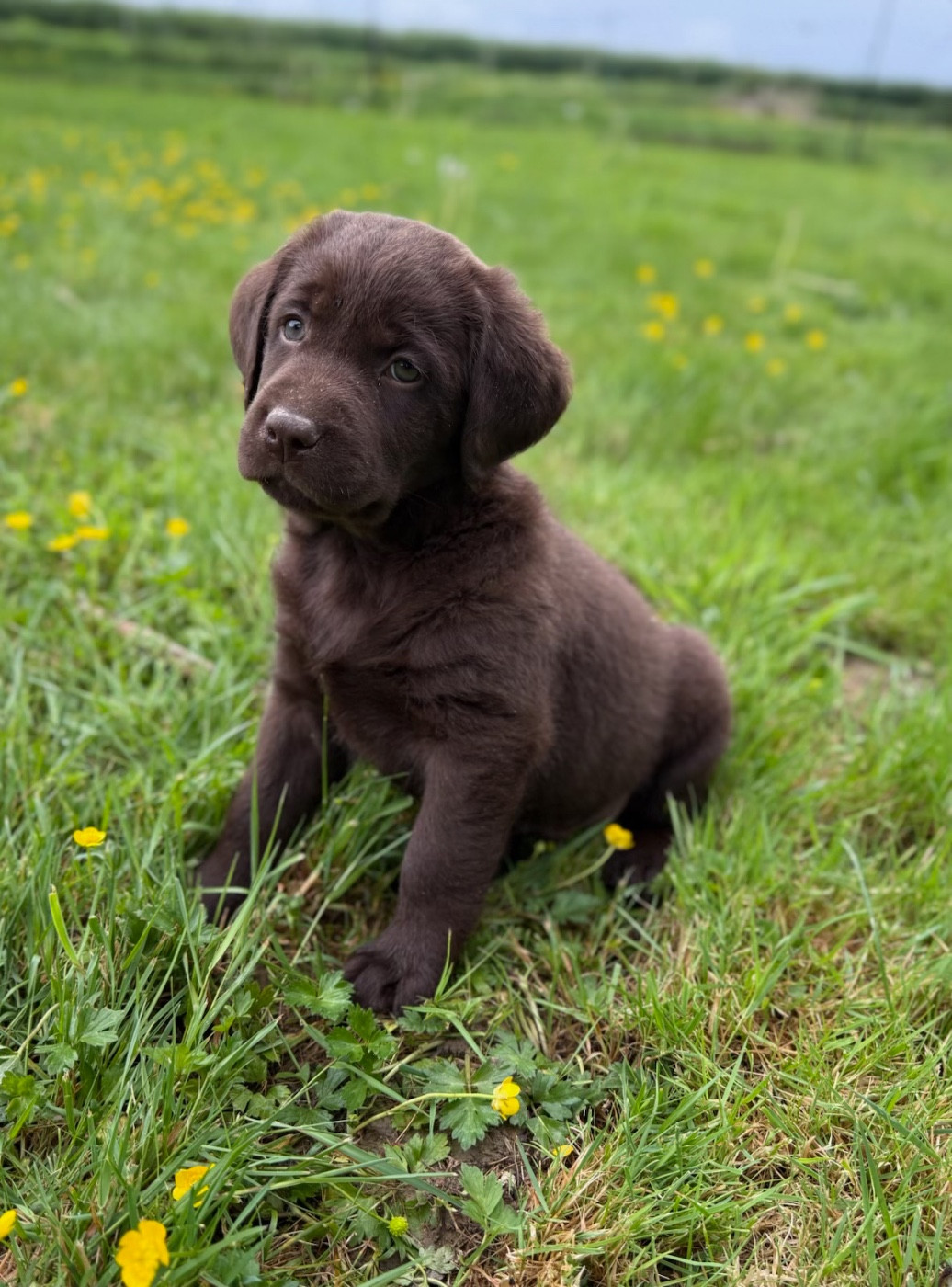Labrador Retriever - du moulin de madjurie