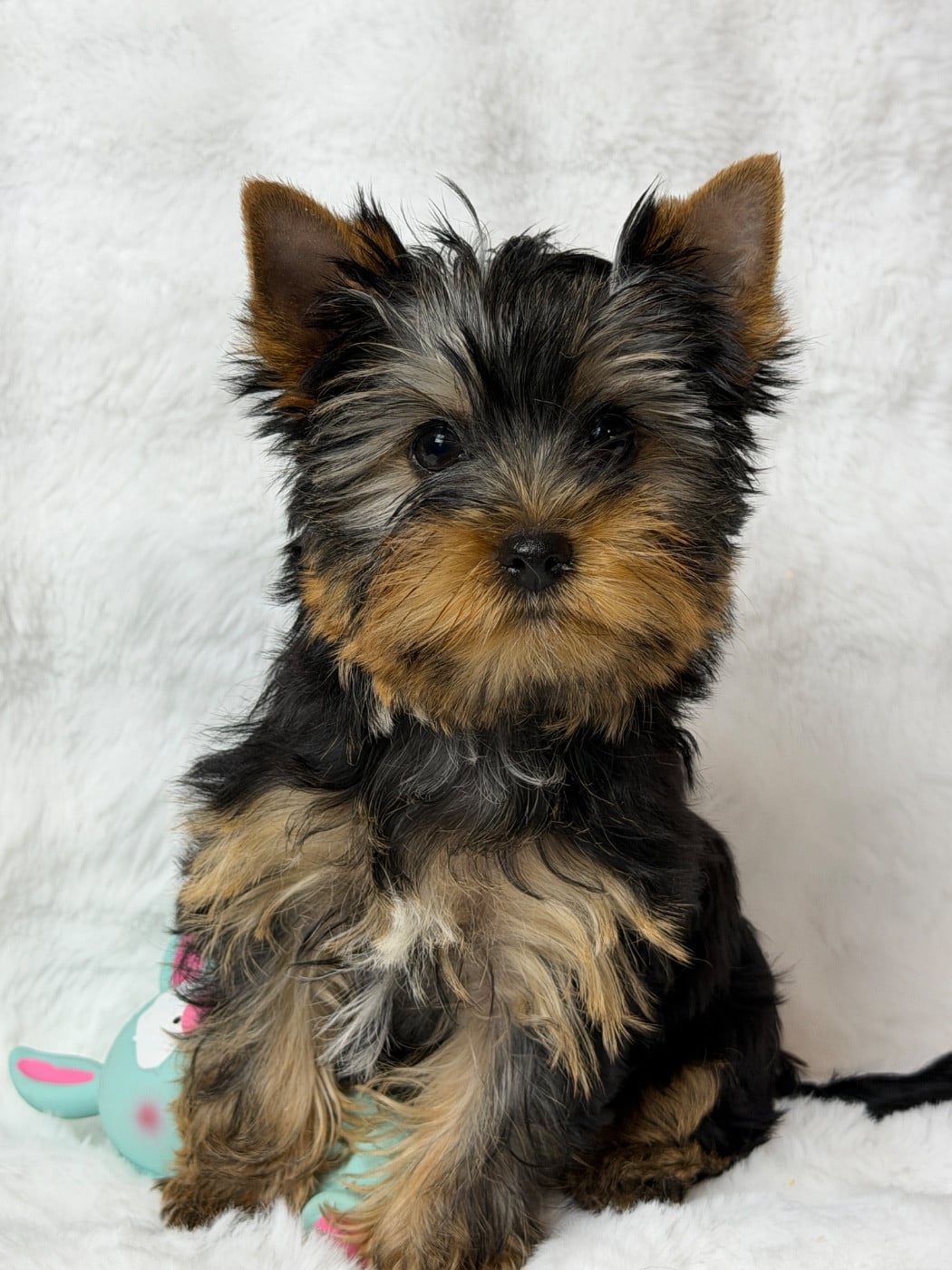 Yorkshire Terrier - du moulin de madjurie
