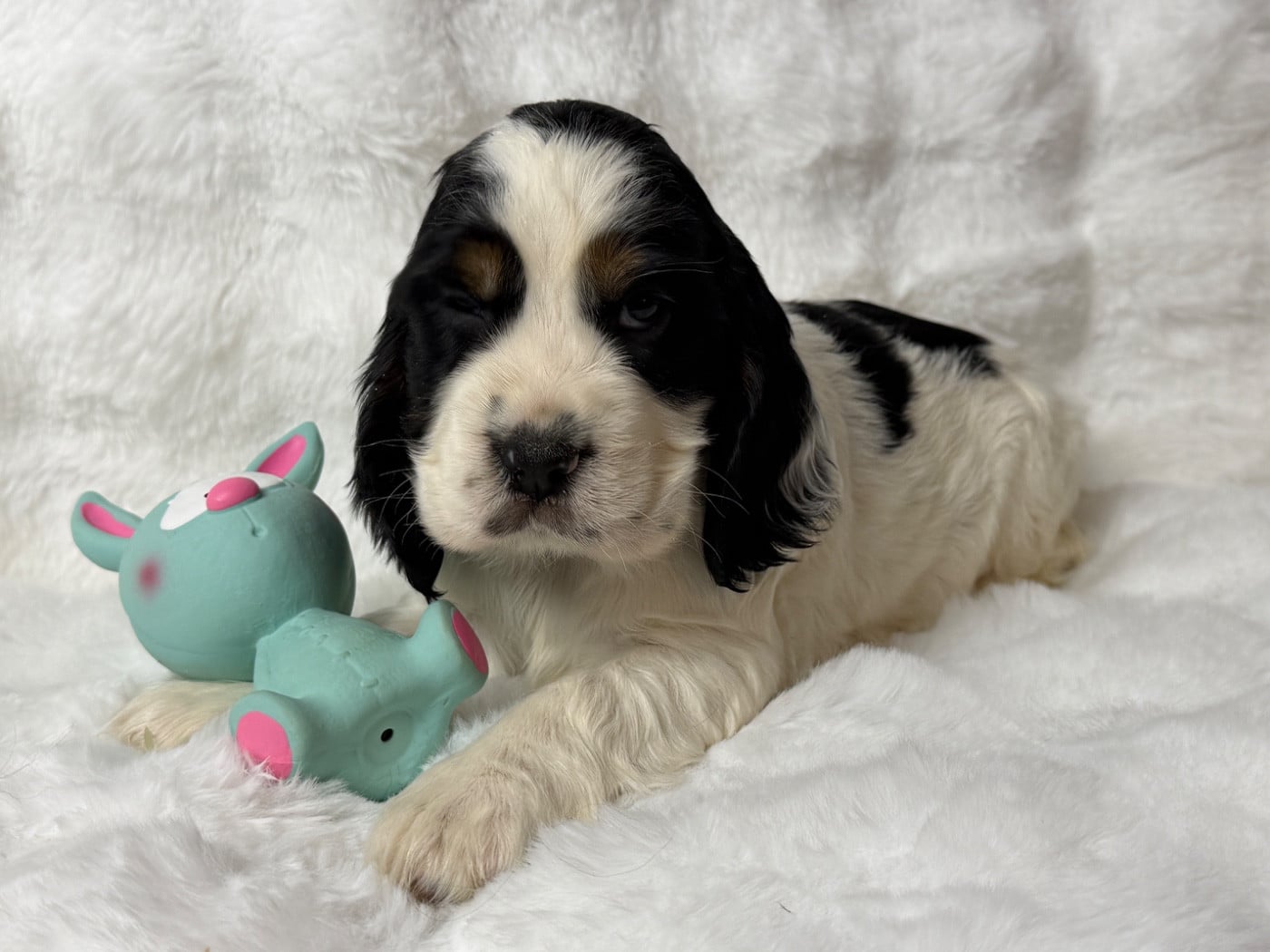 Cocker Spaniel Anglais - du moulin de madjurie