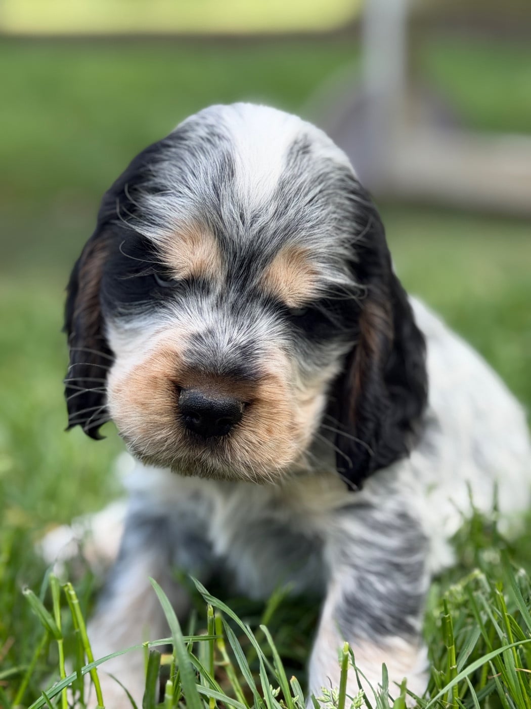 Cocker Spaniel Anglais - du moulin de madjurie