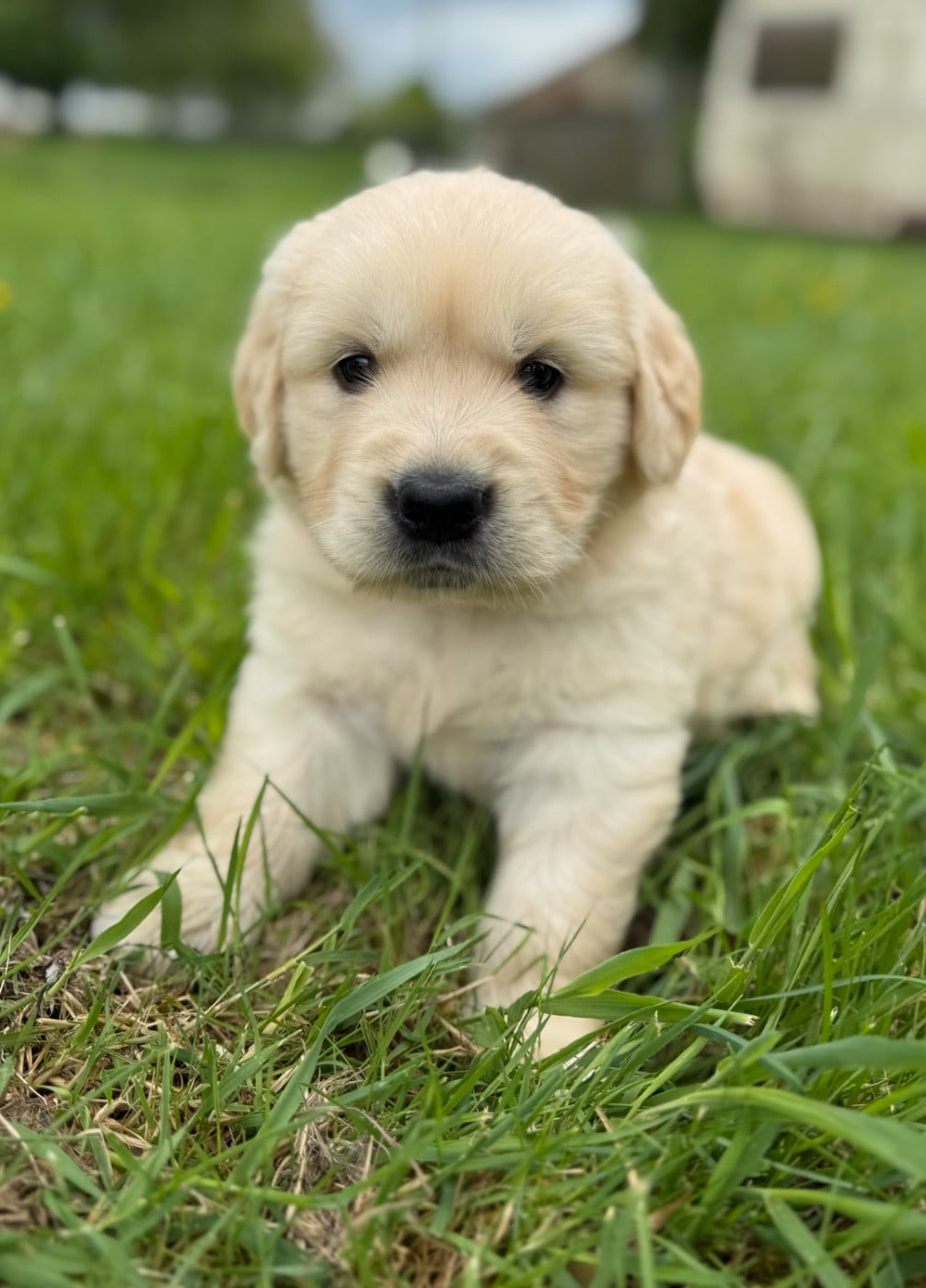Golden Retriever - du moulin de madjurie