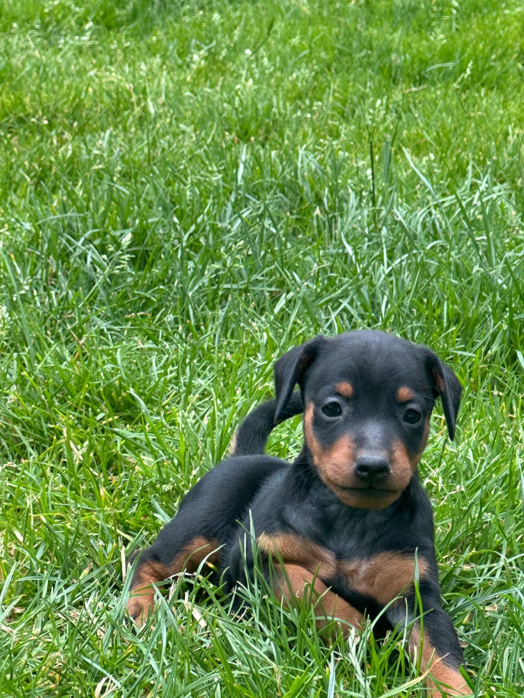 Pinscher nain - du moulin de madjurie