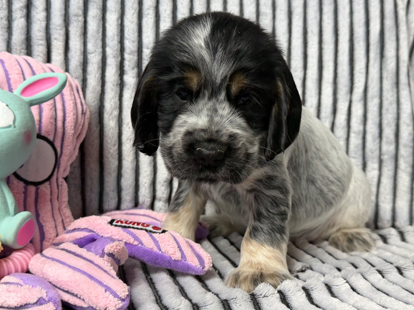 Cocker Spaniel Anglais - du moulin de madjurie