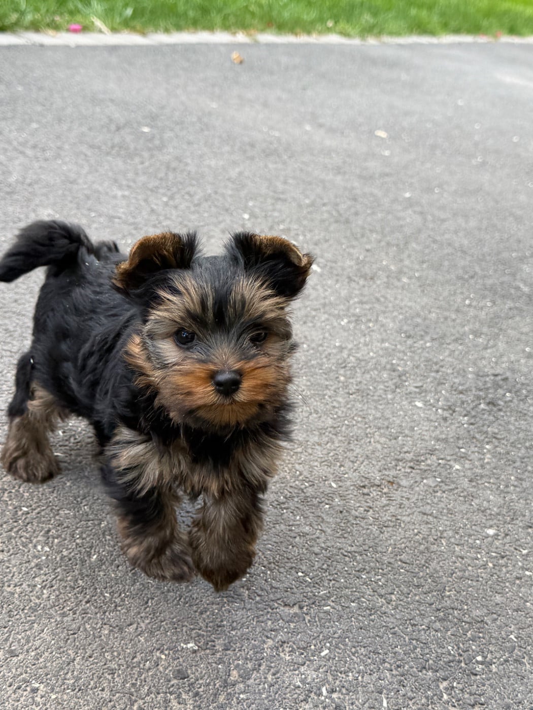Chiot N°1