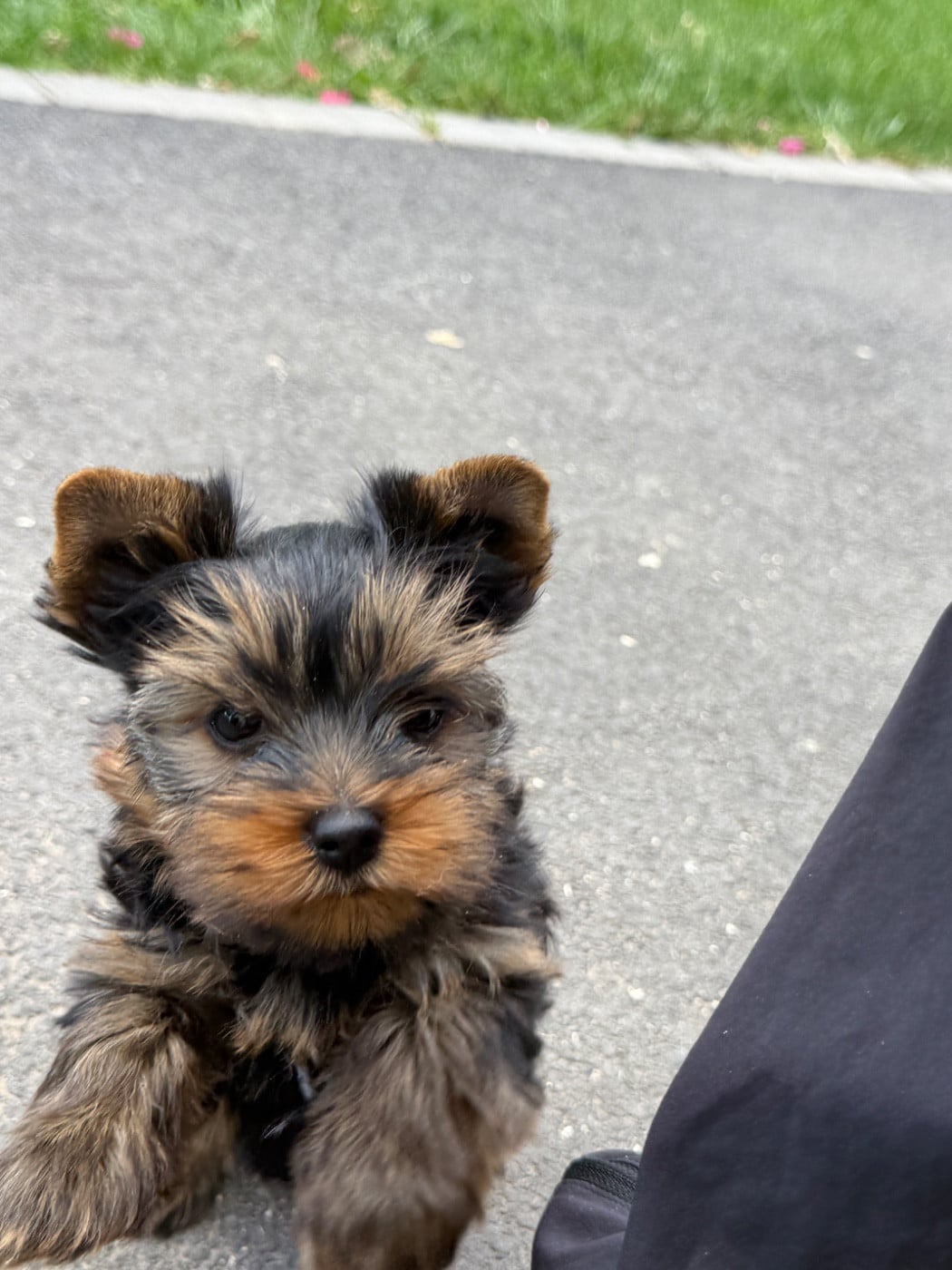 Chiot N°1