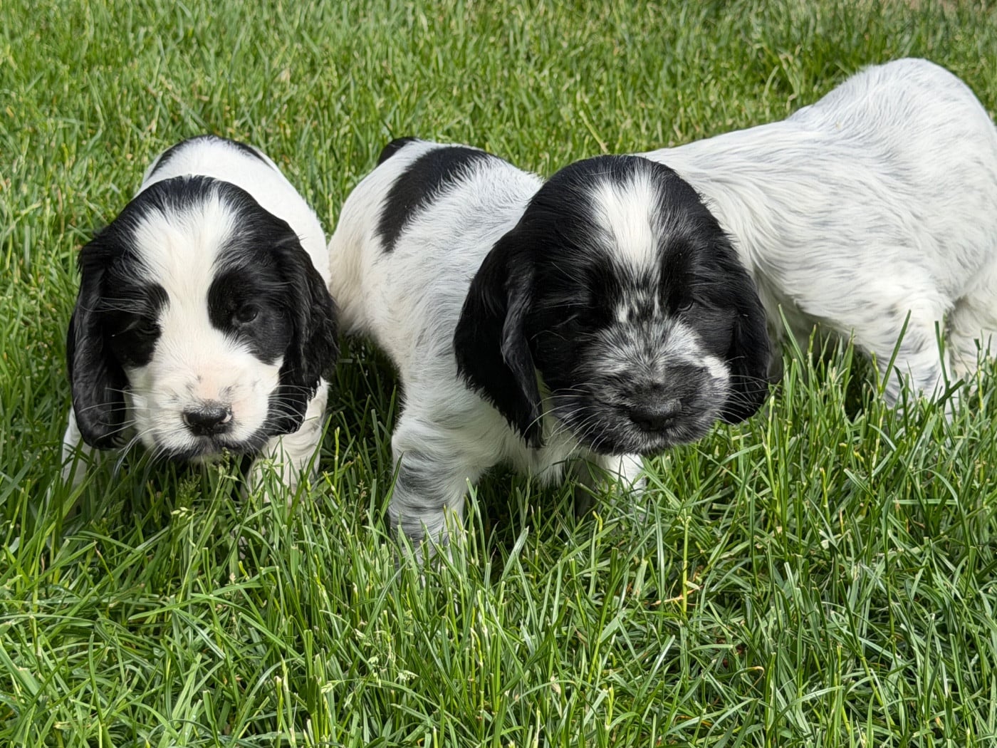 Cocker Spaniel Anglais - du moulin de madjurie