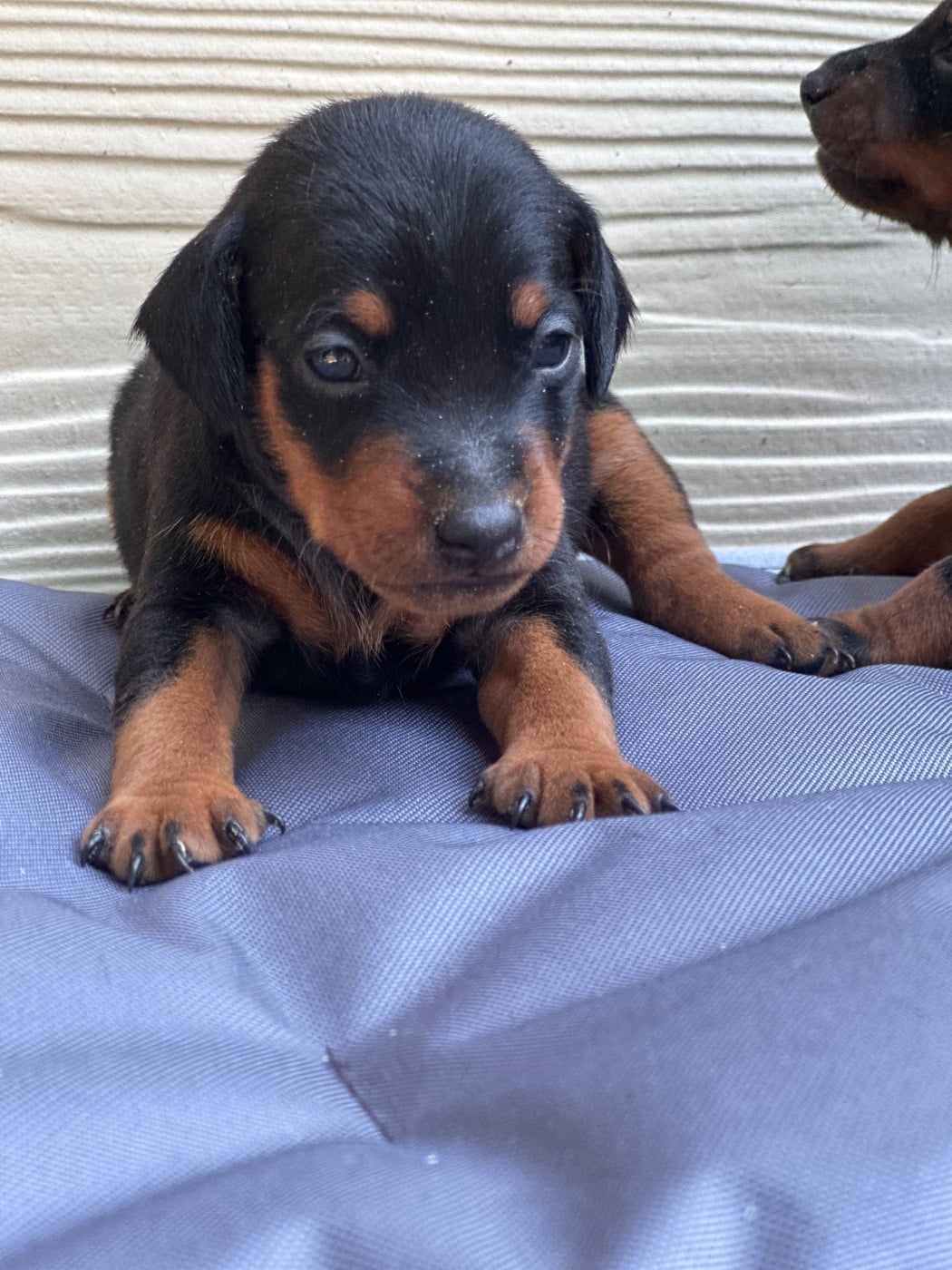 Pinscher nain - du moulin de madjurie