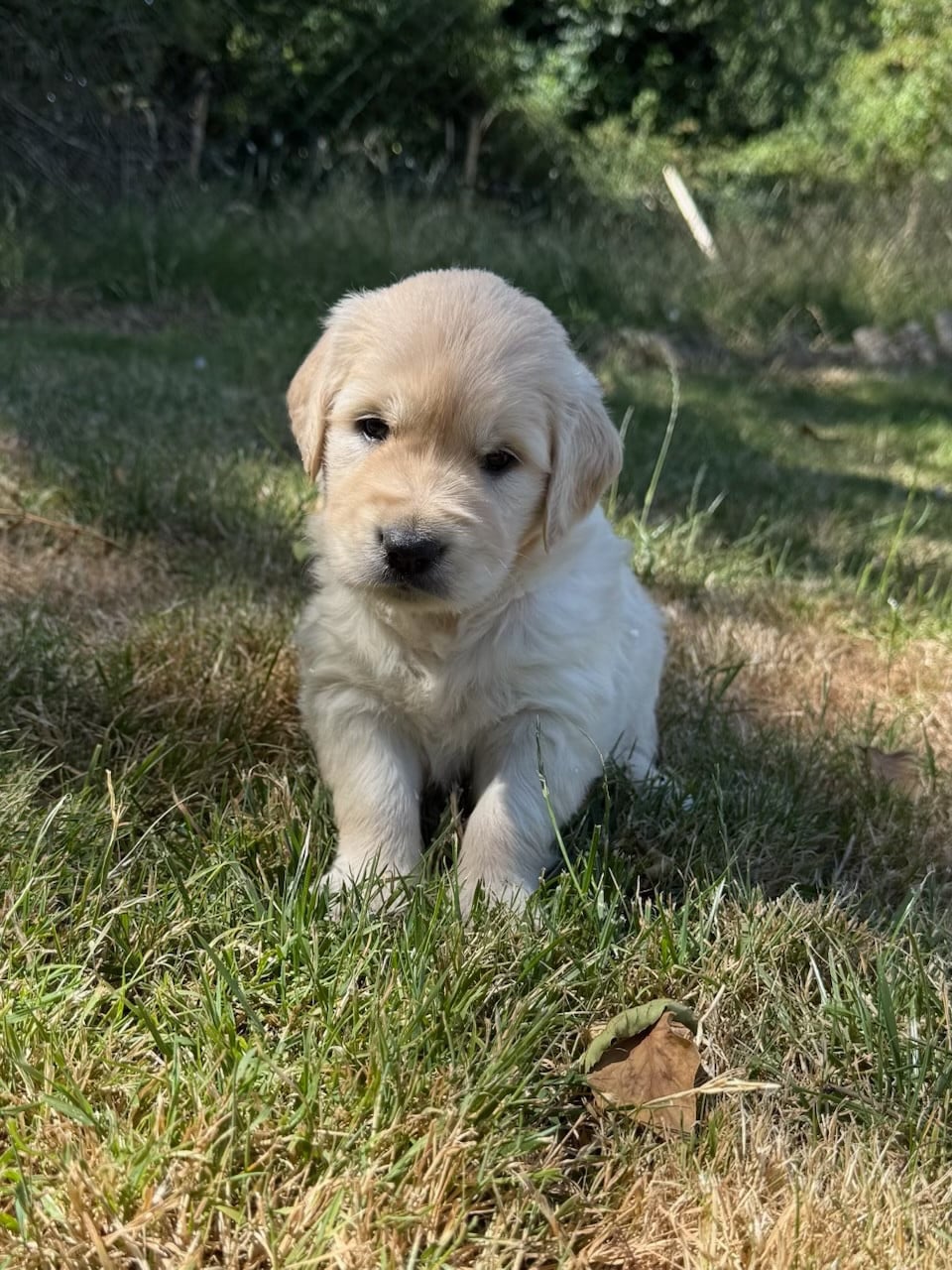 Golden Retriever - du moulin de madjurie