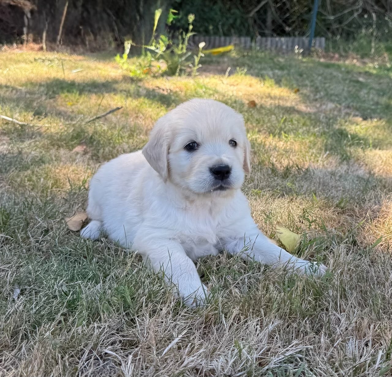 Golden Retriever - du moulin de madjurie