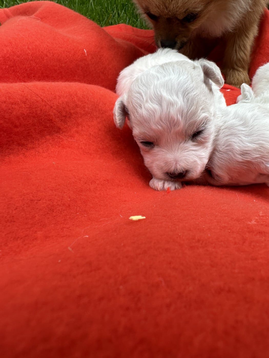 Chiot N°3 - Bichon Frise