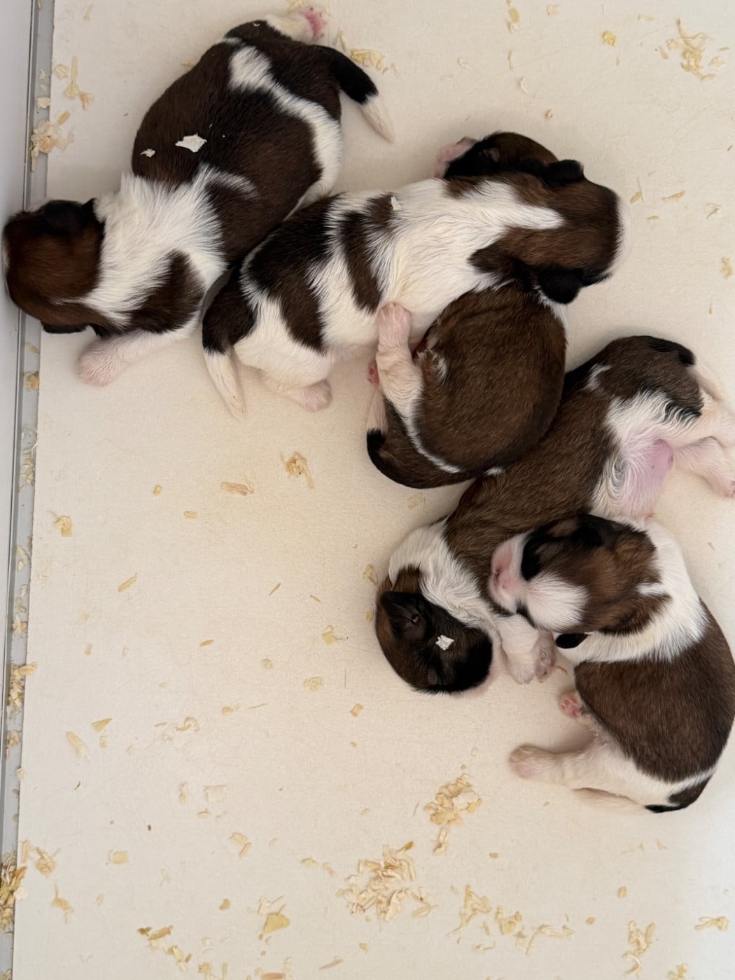 Shih Tzu - du moulin de madjurie