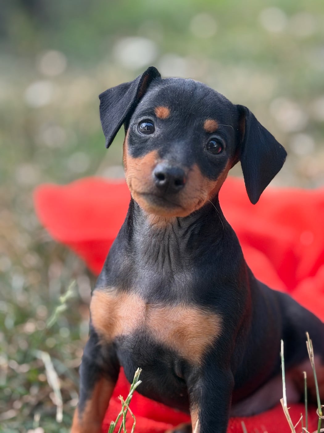 Pinscher nain - du moulin de madjurie