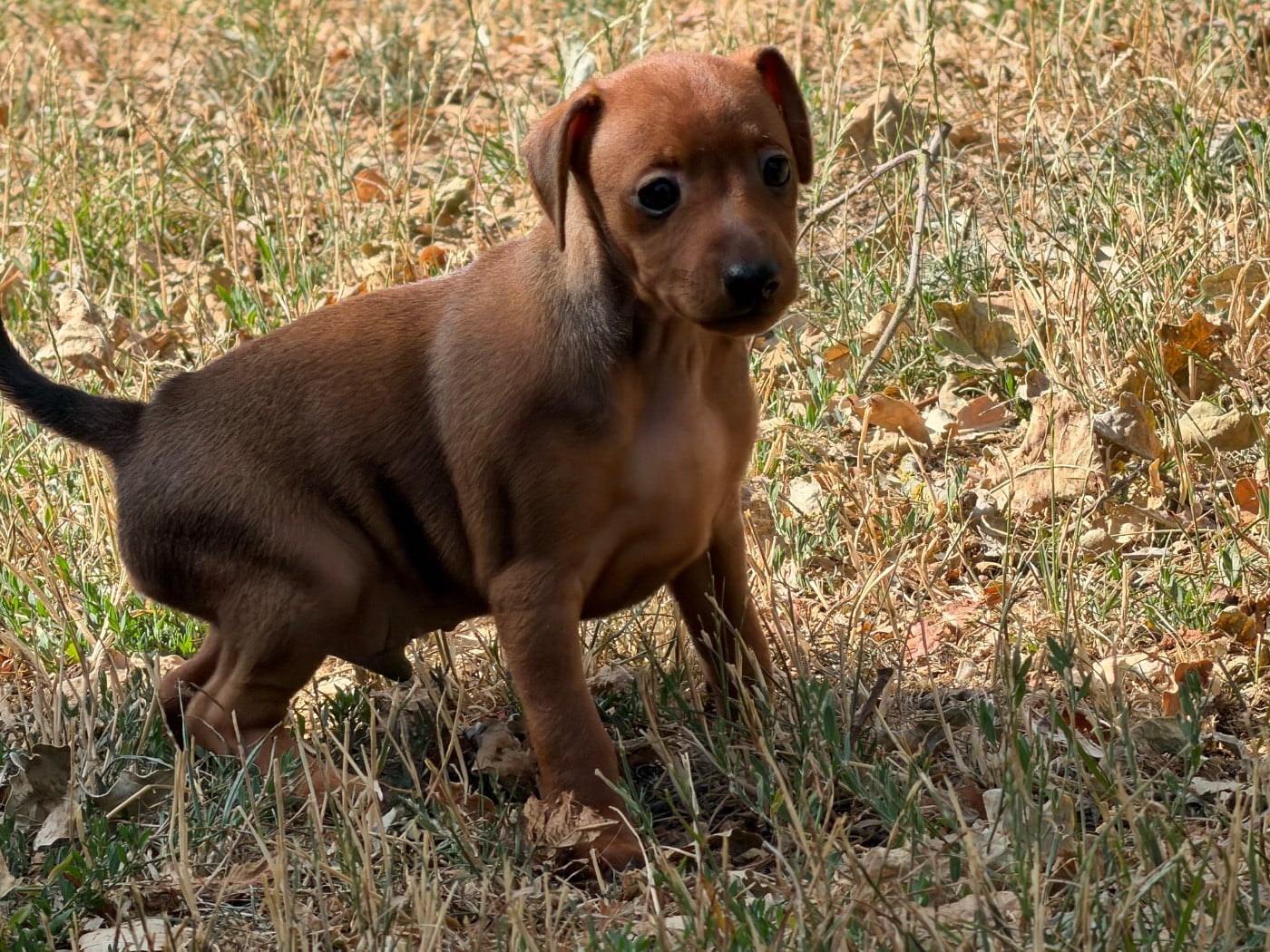 Pinscher nain - du moulin de madjurie