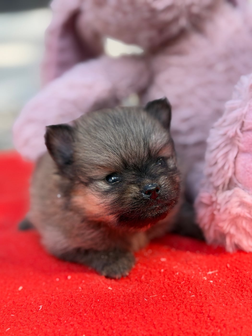 Chiot N°3