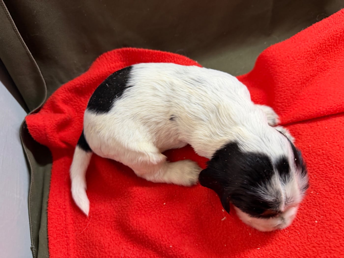 Chiot N°1