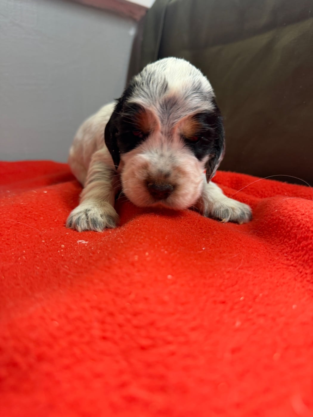 Chiot N°2