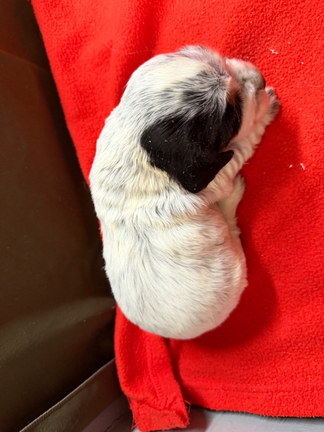 Chiot N°2