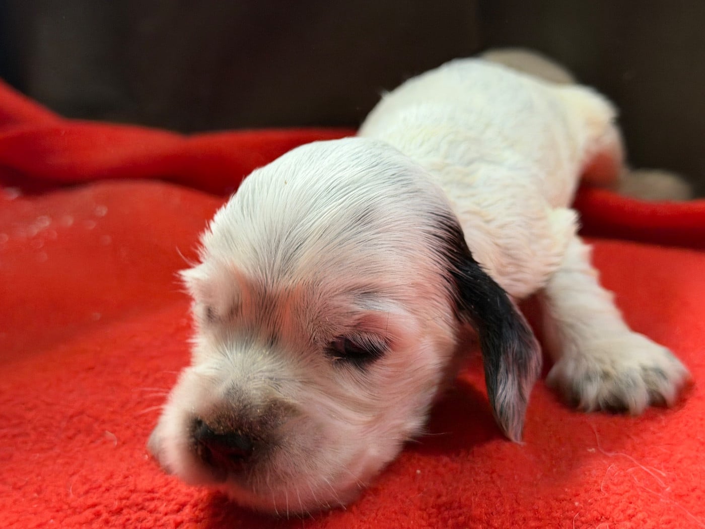 Chiot N°3