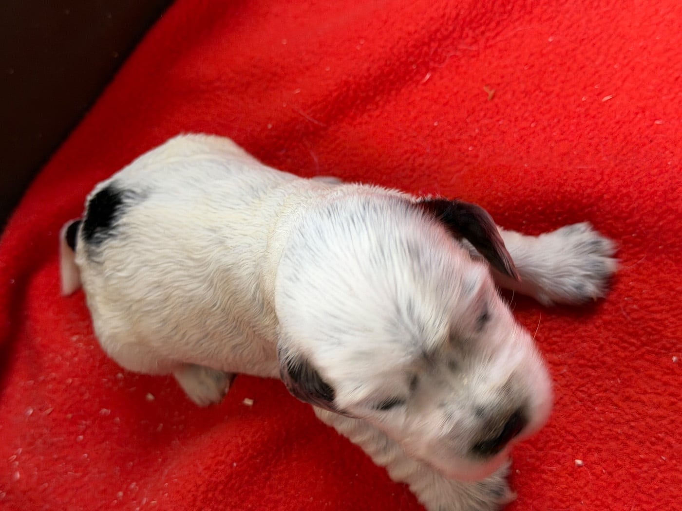 Chiot N°3