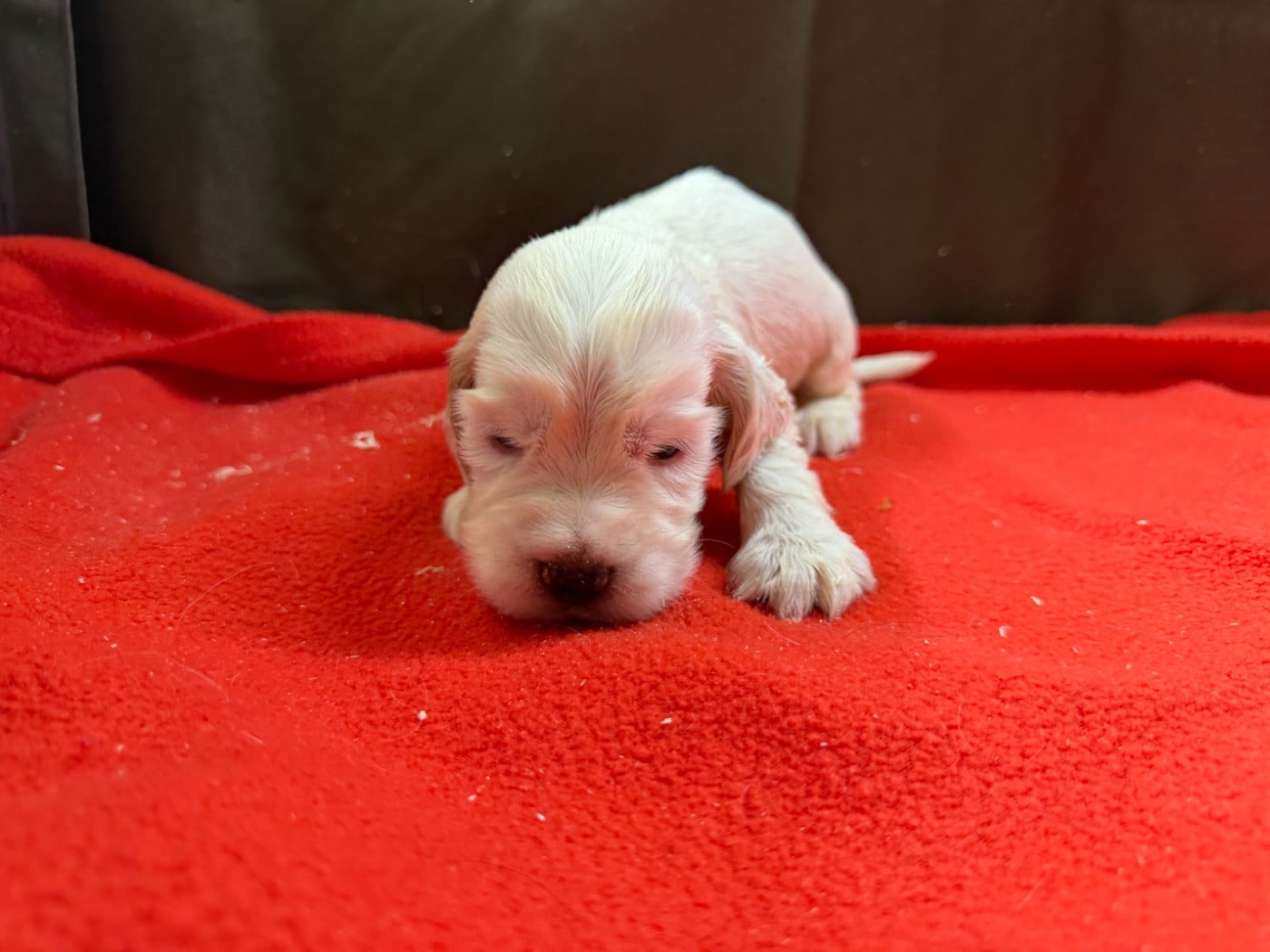 Chiot N°4