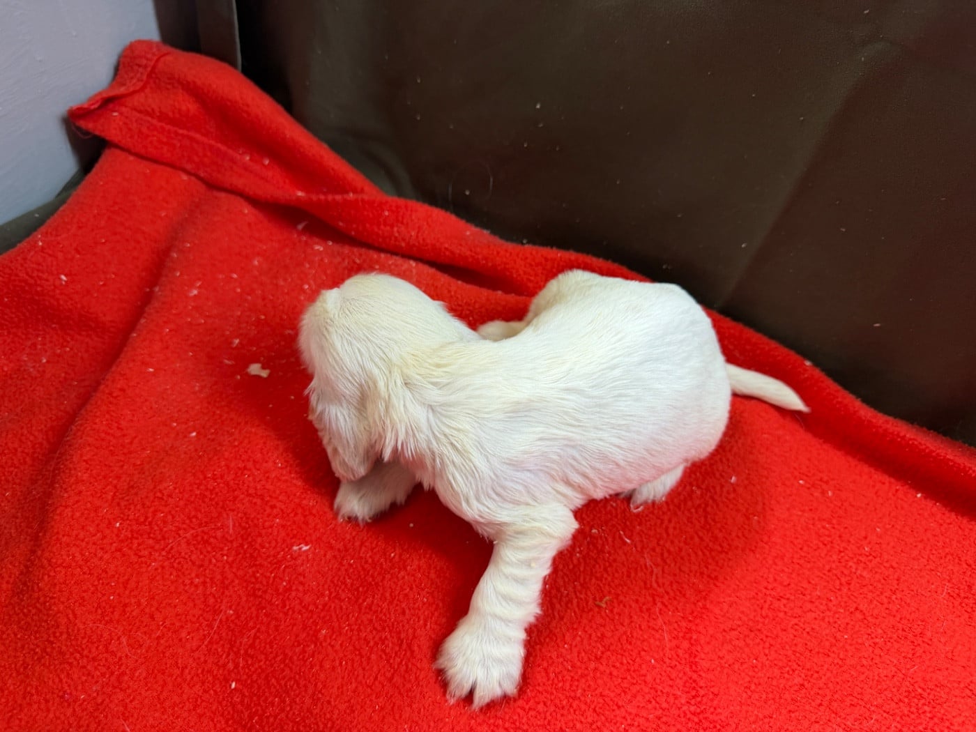 Chiot N°4