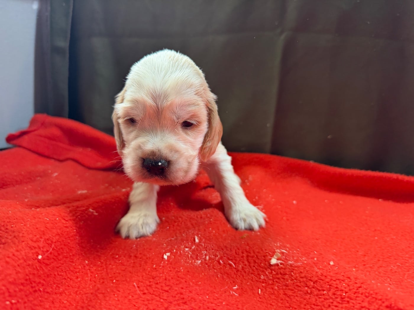 Chiot N°5