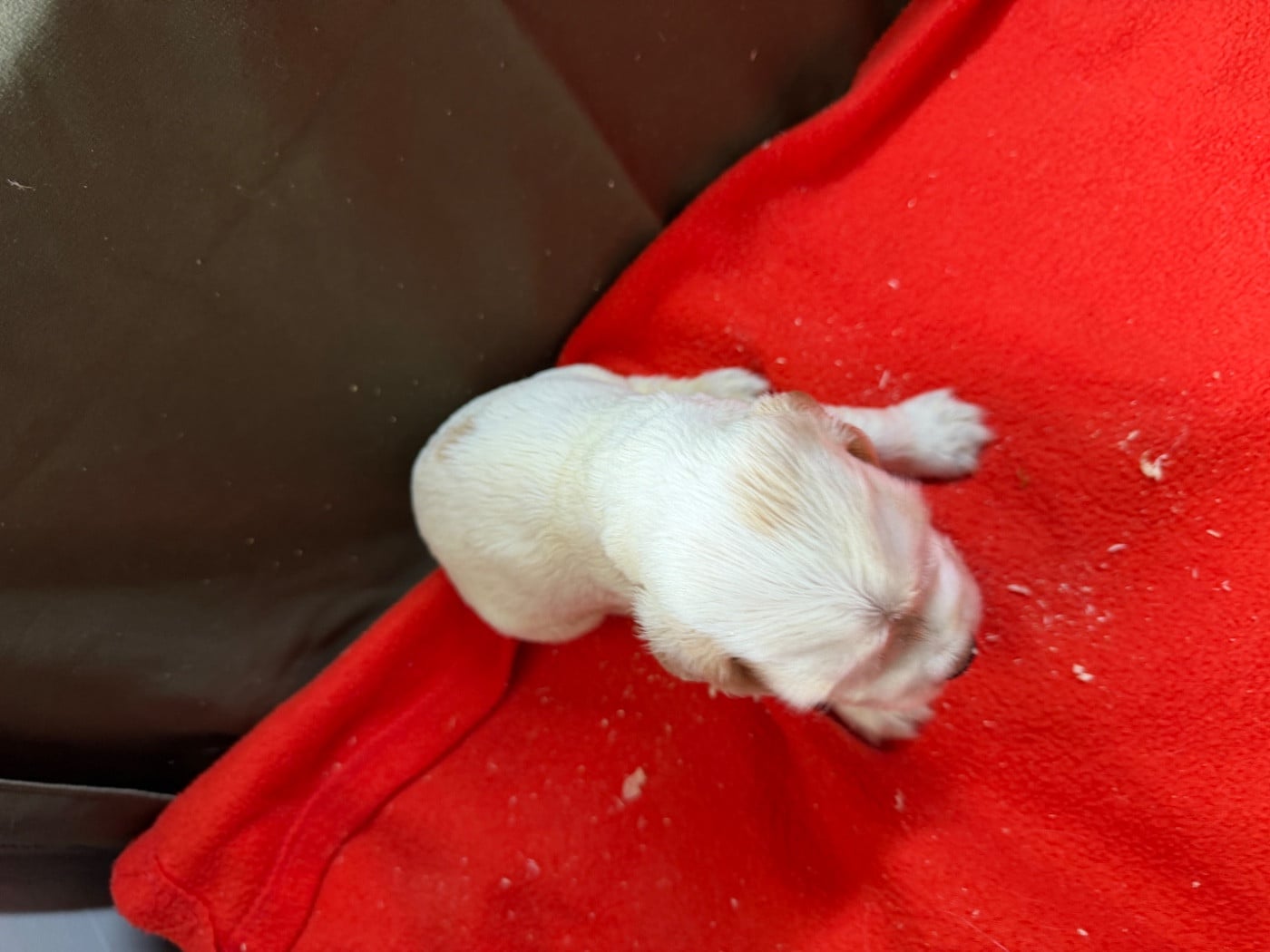 Chiot N°5