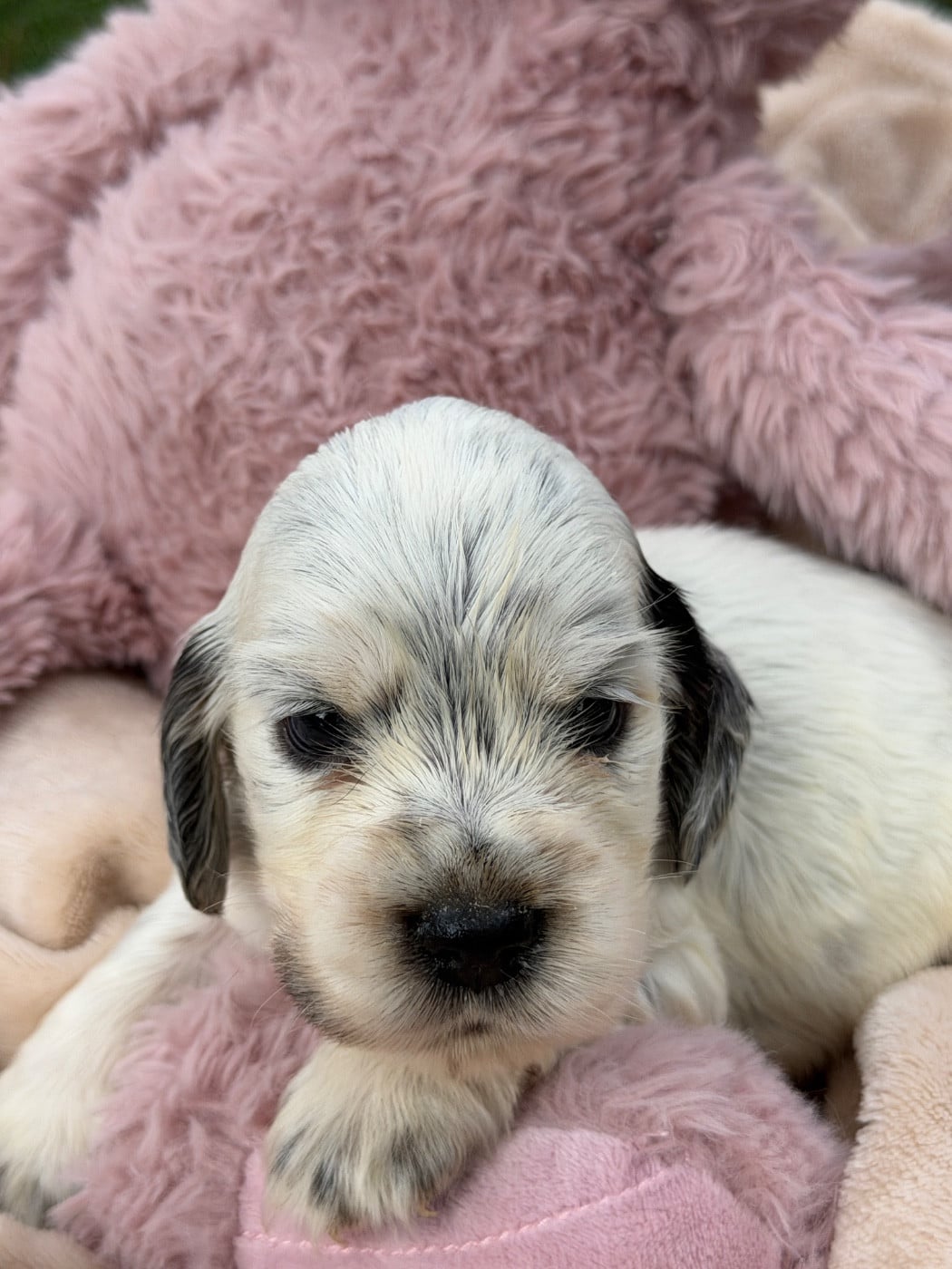 Cocker Spaniel Anglais - du moulin de madjurie