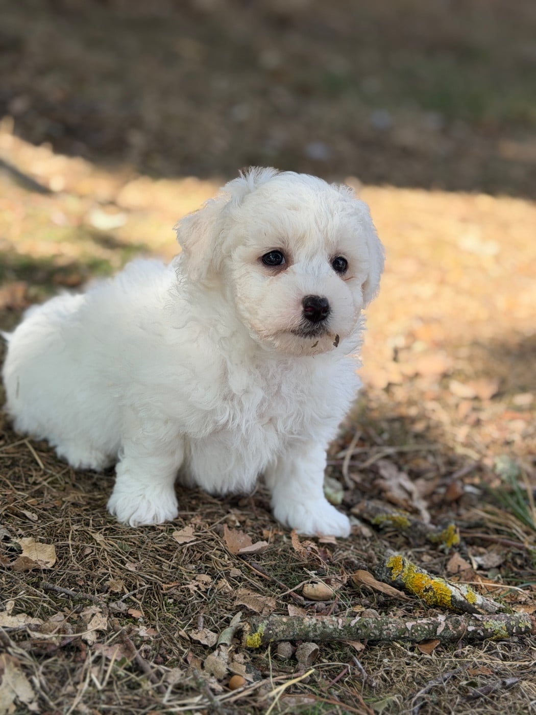 Bichon Frise - du moulin de madjurie