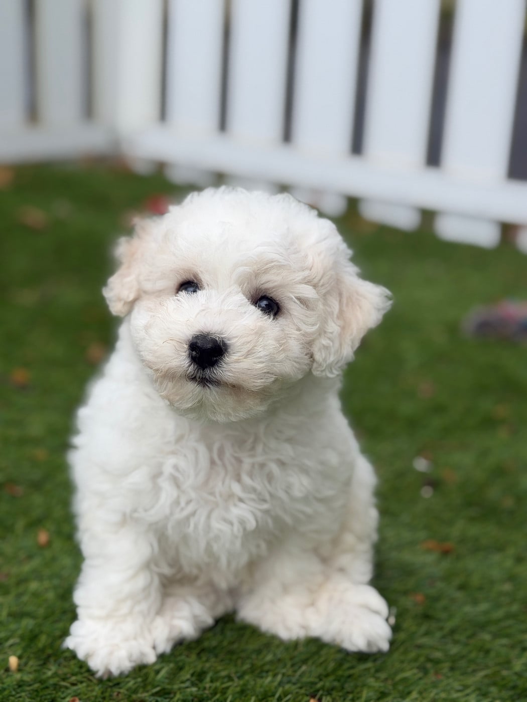 Chiot N°5 - Bichon Frise