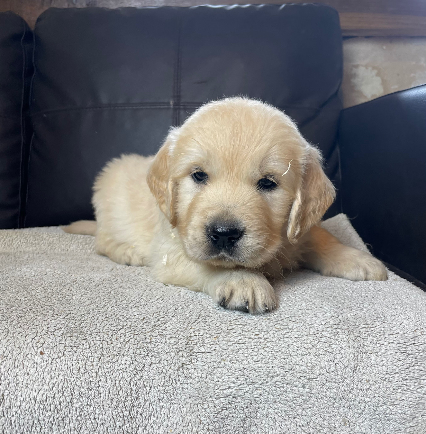 Chiot N°6 - Golden Retriever