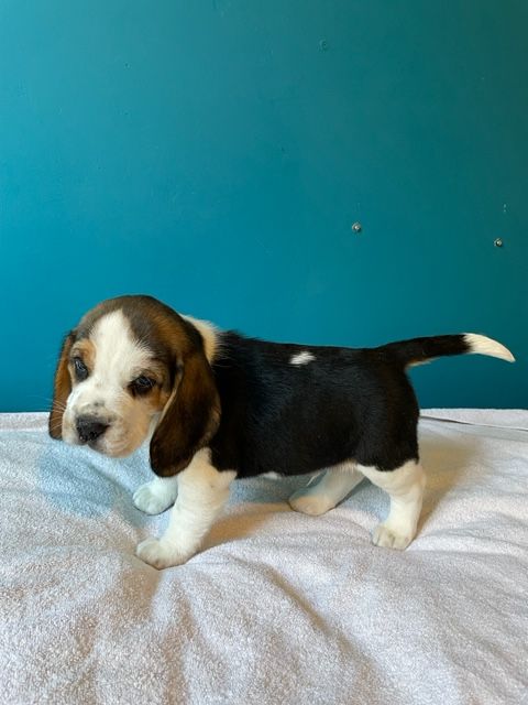 CHIOT - Beagle