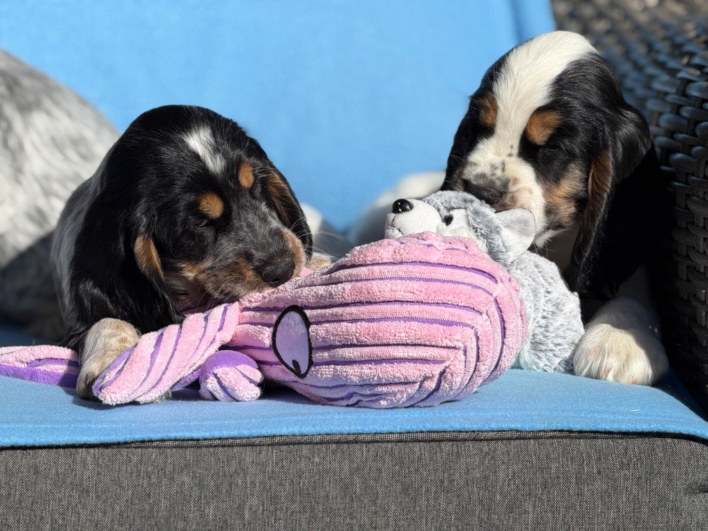 Cocker Spaniel Anglais - du moulin de madjurie