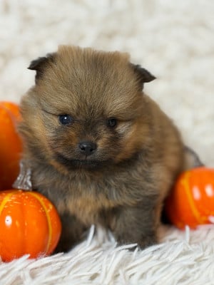 Les chiots de Spitz allemand