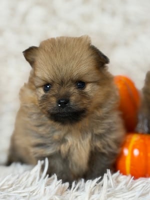 Les chiots de Spitz allemand
