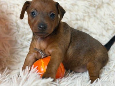 Les chiots de Pinscher nain