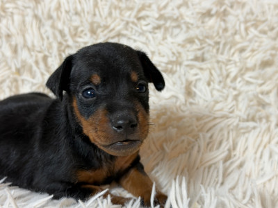 Les chiots de Pinscher nain