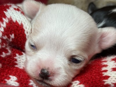 Les chiots de Chihuahua