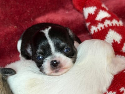 Les chiots de Chihuahua