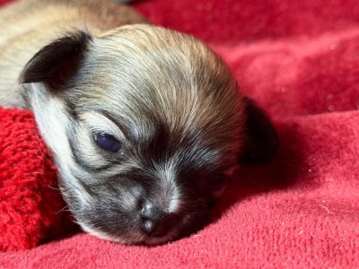 Les chiots de Chihuahua