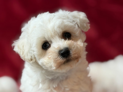 Les chiots de Bichon Frise