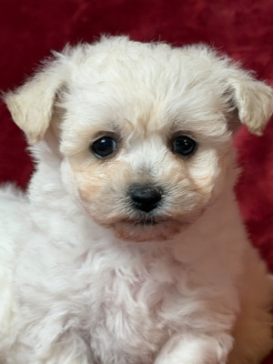 Les chiots de Bichon Frise