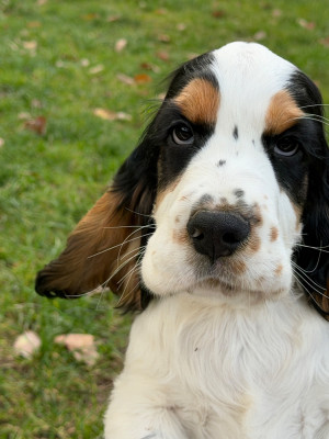 Les chiots de Cocker Spaniel Anglais