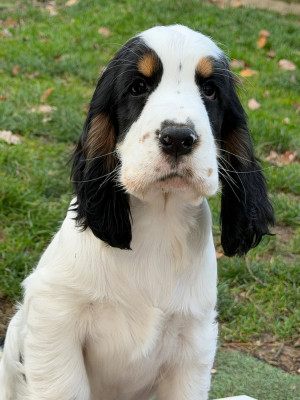Les chiots de Cocker Spaniel Anglais
